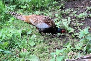 A close up of a Pheasant photo