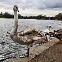 A close up of a Mute Swan in London photo