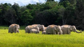 Wild elephant family in green grass field of tropical rainforest. photo