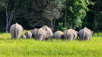 Wild elephant family in green grass field of tropical rainforest. photo