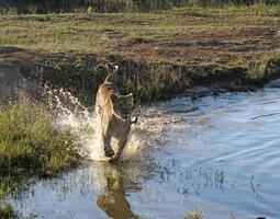 león joven corriendo por las aguas poco profundas de un estanque en una reserva de vida salvaje de Sudáfrica foto