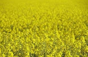 Alternative fuel - Yellow canola field in the sun photo