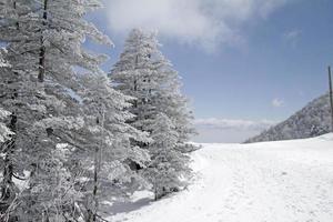 In the snowy mountains near Kusatsu Onsen, Japan photo