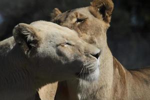 Affectionate young lion couple with white fur in the shade photo