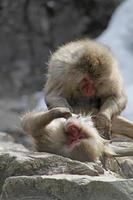 aseo de macacos japoneses en aguas termales foto