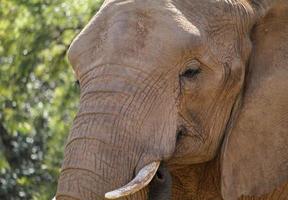 Elephant roaming through a national park in South Africa photo