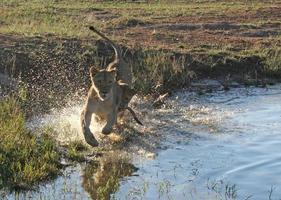 Two young lions running through the shallow water of a pond in a South African wildlife reserve photo