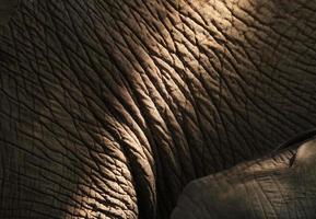 Elephant skin close-up, South-Africa photo