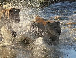 dos leones jóvenes corriendo por las aguas poco profundas de un estanque en una reserva de vida salvaje de Sudáfrica foto