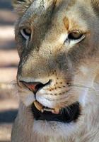 Close-up of a lion in the shade photo