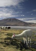 Alpaca grazing in the beautiful landscape of Salar de Uyuni, Bolivia photo