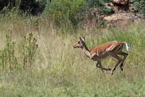 Antelope on a field in South African national park photo