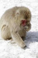 Snow monkey in Nagano prefecture, Japan photo