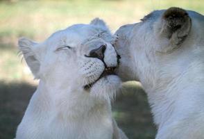 Affectionate young lion couple with white fur in the shade photo