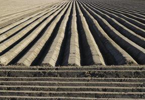 Straight patterns on a cultivated agricultural field photo