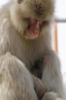 Sleepy Japanese snow monkey in the forest photo