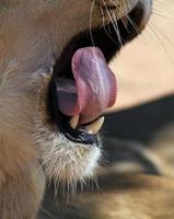 Closeup of a lion yawning in the shade photo