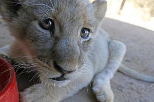 Tired lion cub in the shade photo