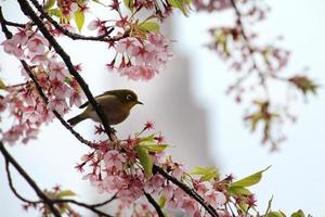 Mejiro during Sakura season in a cherry blossom tree in Tokyo, Japan photo