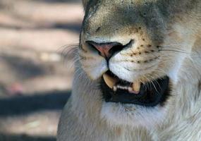 Close-up of a lion in the shade photo