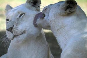 Affectionate young lion couple with white fur in the shade photo