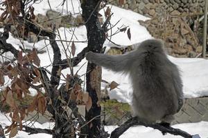 Snow monkey in a Japanese national park near Nagano photo