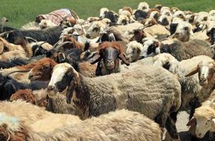Many goats and sheep in rural Iran with one in the middle looking straight at the camera photo