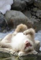Snow monkey in Nagano prefecture, Japan photo