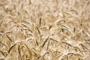 Rye growing in the sun. photo