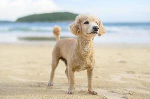 retrato de perrito en la playa durante la puesta de sol. foto