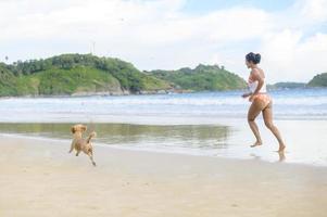 retrato de perrito en la playa durante la puesta de sol. foto