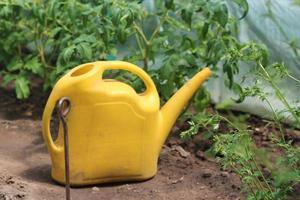 lata de agua amarilla para regar las plantas en un invernadero contra el fondo de las plántulas de tomate foto