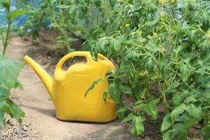 watering young tomato seedlings in a greenhouse with a watering can, home gardening, organic food photo