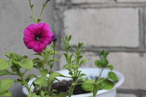 blooming pitunias flowers in the garden photo