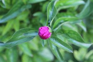 unopened peony flower bud in the garden photo