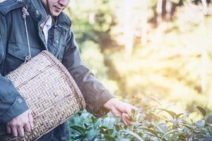 Man harvest - pick fresh green tea leaves at high land tea field in Chiang Mai Thailand - local people with agriculture in high land nature concept photo