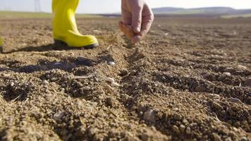 The farmer is sowing seeds in the field. The farmer sows seeds in the field one by one with his hand and covers it with soil. video