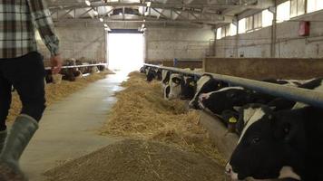 ferme d'élevage bovin et agriculteur. le fermier examine le bétail et le nourrit dans la grange avec la tablette à la main. il prend des notes sur la tablette. ferme d'engraissement de viande moderne. video