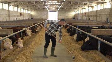 contadino che lavora in un allevamento di carne. un contadino che si prende cura del bestiame. moderno agricoltore che lavora in un moderno allevamento di bestiame. video