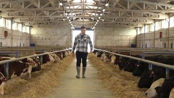 boer loopt op een mestboerderij. de boer loopt tussen de dieren in de stal. moderne veehouderij en gelukkige boer. video