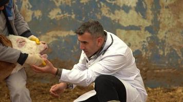 Veterinary calf treatment. The vet looks inside the calf's mouth and examines it. Cattle breeding farm.