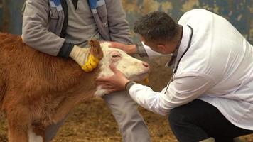 Veterinary calf treatment. The veterinarian looks into the calf's eyes and examines it. Cattle breeding farm. video
