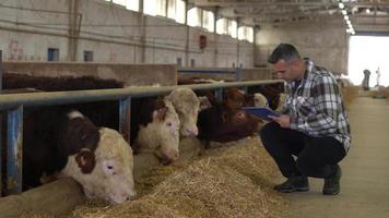 allevamento di carne e allevatore. il contadino, che gira per la stalla con un foglio in mano, controlla gli animali e prende appunti. video