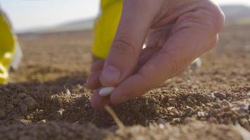 agricoltore che pianta semi e irrigazione. contadina che pianta semi, copre di terra e versa acqua con la mano. video