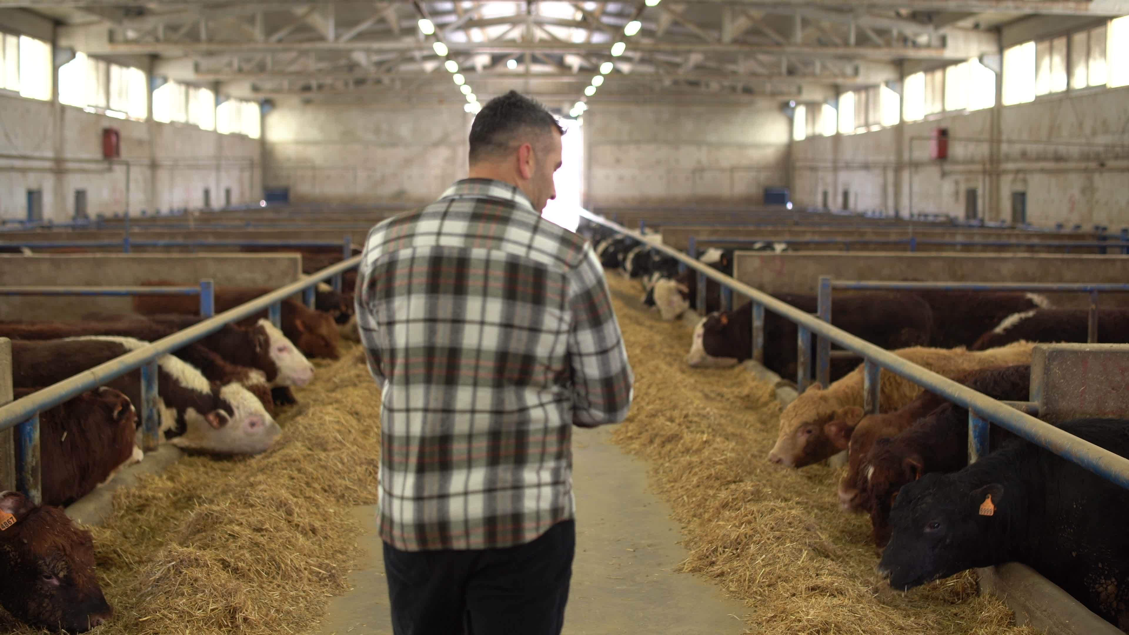 Farmer cattle control in modern livestock farm. The modern farmer controls his animals and takes notes. Well-kept view of the meat farm. 8741364 Stock Video at Vecteezy Farmer cattle control in modern livestock farm. The modern farmer controls his animals and takes notes. Well-kept view of the meat farm. 8741364 Stock Video at Vecteezy