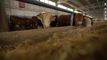 ferme d'engraissement de viande, bétail mangeant des aliments. le bétail regarde la caméra et pointe son nez vers la caméra. état mignon. video