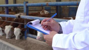 fazenda de gado, veterinário. veterinário na fazenda de gado verificando animais e tomando notas em close-up. video