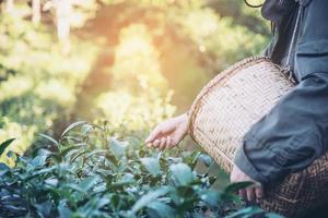 Man harvest - pick fresh green tea leaves at high land tea field in Chiang Mai Thailand - local people with agriculture in high land nature concept photo