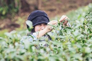 Woman harvest - pick fresh green tea leaves at high land tea field in Chiang Mai Thailand - local people with agriculture in high land nature concept photo