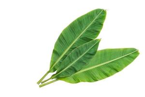 Banana leaves isolated over white background photo